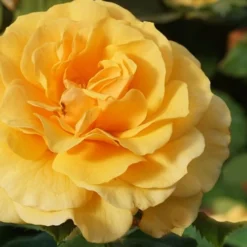 Rise Up Amberness Rose - 2 Gallon Pot 9 Rise Up Amberness Rose - 2 Gallon Pot -Green Garden Outdoor Shop rosa rise up amberness rose 3