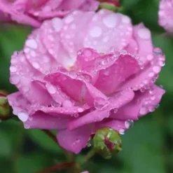 Rise Up 'Lilac Days' Rose - 2 Gallon Pot