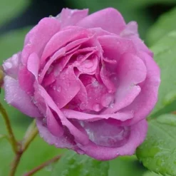 Rise Up 'Lilac Days' Rose - 2 Gallon Pot -Green Garden Outdoor Shop rosa rise up lilac days rose 4