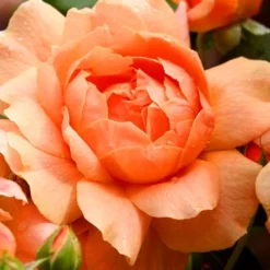 At Last Rose - 2 Gallon Pot -Green Garden Outdoor Shop rose at last 3