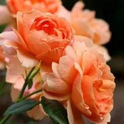 At Last Rose - 2 Gallon Pot -Green Garden Outdoor Shop rose at last 4