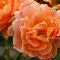 At Last Rose - 2 Gallon Pot -Green Garden Outdoor Shop rose at last 5