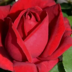 Easy Elegance Kashmir Rose - 3 Gallon Pot -Green Garden Outdoor Shop rose easy elegance kasmhir 1