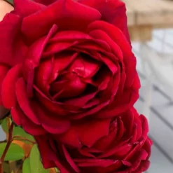 Easy Elegance Kashmir Rose - 3 Gallon Pot -Green Garden Outdoor Shop rose easy elegance kasmhir 2