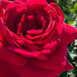 Easy Elegance Kashmir Rose - 3 Gallon Pot -Green Garden Outdoor Shop rose easy elegance kasmhir 3