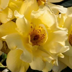 Lemon Drift Groundcover Rose - 3 Gallon Pot -Green Garden Outdoor Shop rose lemon drift 1