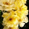 Lemon Drift Groundcover Rose - 1 Gallon Pot