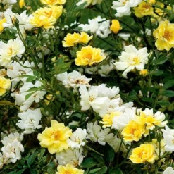 Lemon Drift Groundcover Rose - 3 Gallon Pot -Green Garden Outdoor Shop rose lemon drift 5