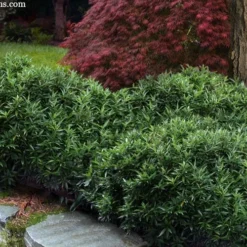 Himalayan Fragrant Sweet Box (Sarcococca Hookeriana) - 1 Gallon Pot 11 Himalayan Fragrant Sweet Box (Sarcococca Hookeriana) - 1 Gallon Pot -Green Garden Outdoor Shop sarcoccoca hookeriana var humilis himalayan sweetbox 10