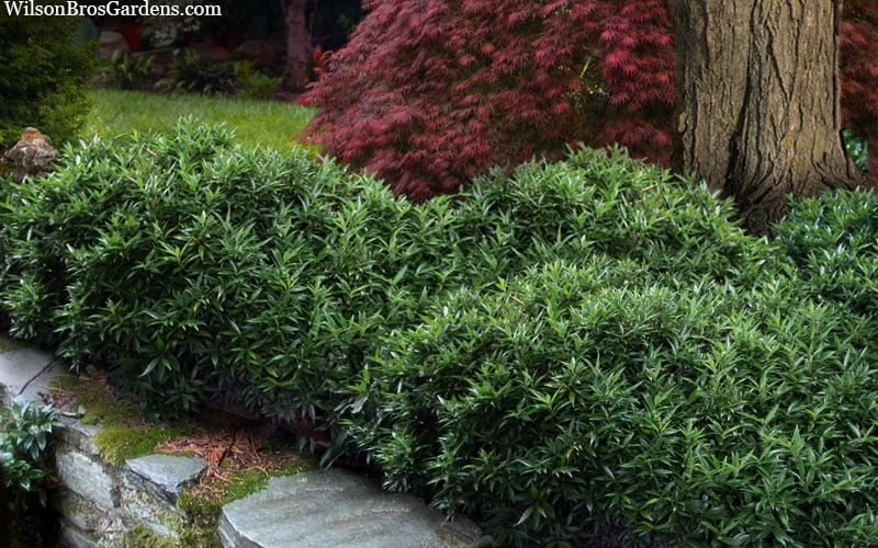 Himalayan Fragrant Sweet Box (Sarcococca Hookeriana) - 1 Gallon Pot 5 Himalayan Fragrant Sweet Box (Sarcococca Hookeriana) - 1 Gallon Pot - Image 5