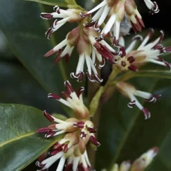Himalayan Fragrant Sweet Box (Sarcococca Hookeriana) - 1 Gallon Pot 10 Himalayan Fragrant Sweet Box (Sarcococca Hookeriana) - 1 Gallon Pot -Green Garden Outdoor Shop sarcoccoca hookeriana var humilis himalayan sweetbox 2