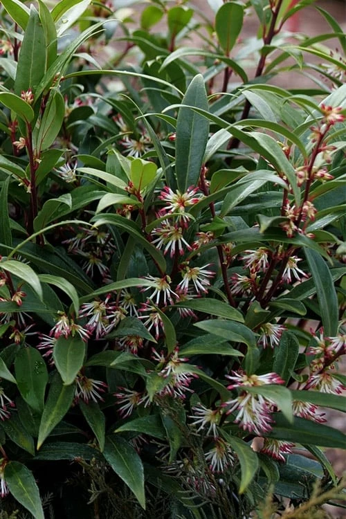 Himalayan Fragrant Sweet Box (Sarcococca Hookeriana) - 1 Gallon Pot 1 Himalayan Fragrant Sweet Box (Sarcococca Hookeriana) - 1 Gallon Pot