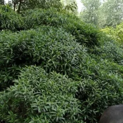 Himalayan Fragrant Sweet Box (Sarcococca Hookeriana) - 1 Gallon Pot 13 Himalayan Fragrant Sweet Box (Sarcococca Hookeriana) - 1 Gallon Pot -Green Garden Outdoor Shop sarcoccoca hookeriana var humilis himalayan sweetbox 9