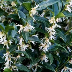 Confused Sweet Box (Sarcococca Confusa) - 1 Gallon Pot -Green Garden Outdoor Shop sarcococca confusa confused sweet box 10