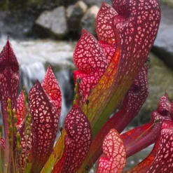 Scarlet Belle Pitcher Plant (Sarracenia) - 2.5 Quart Pot