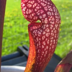 Scarlet Belle Pitcher Plant (Sarracenia) - 2.5 Quart Pot -Green Garden Outdoor Shop sarracenia scarlet belle pitcher plant 2