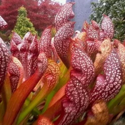 Scarlet Belle Pitcher Plant (Sarracenia) - 2.5 Quart Pot -Green Garden Outdoor Shop sarracenia scarlet belle pitcher plant 3
