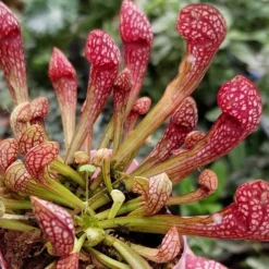 Scarlet Belle Pitcher Plant (Sarracenia) - 2.5 Quart Pot -Green Garden Outdoor Shop sarracenia scarlet belle pitcher plant 4