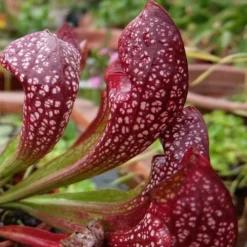 Scarlet Belle Pitcher Plant (Sarracenia) - 2.5 Quart Pot -Green Garden Outdoor Shop sarracenia scarlet belle pitcher plant 5