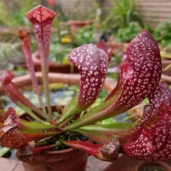 Scarlet Belle Pitcher Plant (Sarracenia) - 2.5 Quart Pot -Green Garden Outdoor Shop sarracenia scarlet belle pitcher plant 6