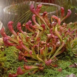 Scarlet Belle Pitcher Plant (Sarracenia) - 2.5 Quart Pot -Green Garden Outdoor Shop sarracenia scarlet belle pitcher plant 7