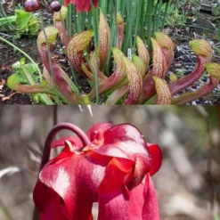 Scarlet Belle Pitcher Plant (Sarracenia) - 2.5 Quart Pot -Green Garden Outdoor Shop sarracenia scarlet belle pitcher plant 8