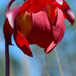 Scarlet Belle Pitcher Plant (Sarracenia) - 2.5 Quart Pot -Green Garden Outdoor Shop sarracenia scarlet belle pitcher plant 9