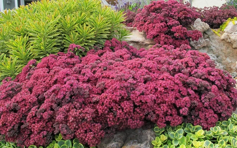 Dazzleberry Sedum - 5 Pack Of 4" Pint Pots 6 Dazzleberry Sedum - 5 Pack Of 4" Pint Pots - Image 6