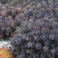 Dazzleberry Sedum - 5 Pack Of 4" Pint Pots 9 Dazzleberry Sedum - 5 Pack Of 4" Pint Pots -Green Garden Outdoor Shop sedum dazzleberry stonecrop 6