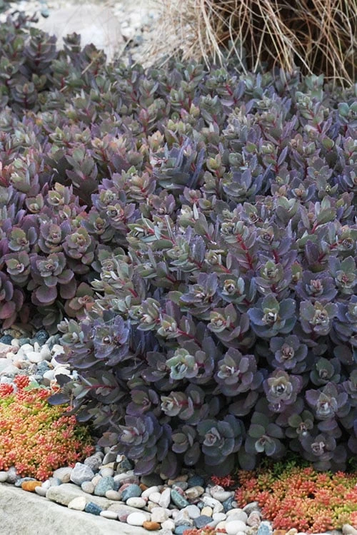 Dazzleberry Sedum - 5 Pack Of 4" Pint Pots 4 Dazzleberry Sedum - 5 Pack Of 4" Pint Pots - Image 4