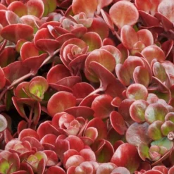 Coral Reef Sedum - 5-Pack Of Pint Pots 10 Coral Reef Sedum - 5-Pack Of Pint Pots -Green Garden Outdoor Shop sedum tectractinum coral reef stonecrop 1 1