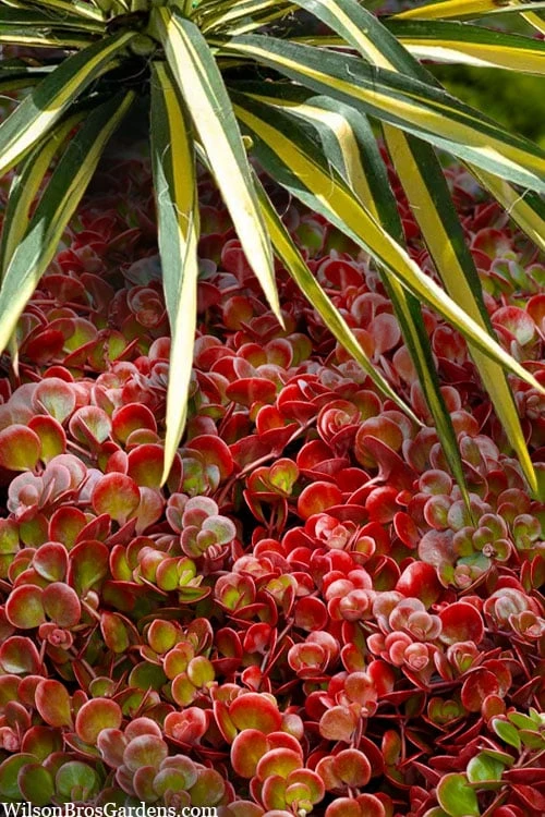 Coral Reef Sedum - 5-Pack Of Pint Pots 7 Coral Reef Sedum - 5-Pack Of Pint Pots - Image 7