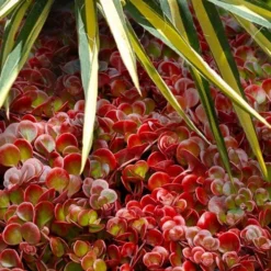 Coral Reef Sedum Tetractinum - 10 Pack Of 4" Pint Pots 13 Coral Reef Sedum Tetractinum - 10 Pack Of 4" Pint Pots -Green Garden Outdoor Shop sedum tetractinum coral reef 20