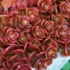 Coral Reef Sedum - 5-Pack Of Pint Pots