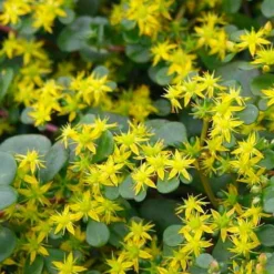 Coral Reef Sedum - 5-Pack Of Pint Pots 12 Coral Reef Sedum - 5-Pack Of Pint Pots -Green Garden Outdoor Shop sedum tetractinum coral reef 22 1