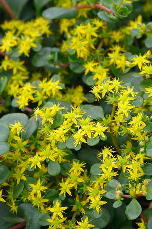 Coral Reef Sedum Tetractinum - 10 Pack Of 4" Pint Pots 6 Coral Reef Sedum Tetractinum - 10 Pack Of 4" Pint Pots - Image 6
