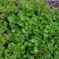 Coral Reef Sedum Tetractinum - 10 Pack Of 4" Pint Pots 11 Coral Reef Sedum Tetractinum - 10 Pack Of 4" Pint Pots -Green Garden Outdoor Shop sedum tetractinum coral reef 24