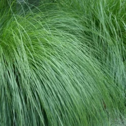 Prairie Dropseed Grass (Sporobolis Heterolepis) - 6 Pack Of 1 Gallon Pots -Green Garden Outdoor Shop sporobolis heterolepis prairie dropseed grass 1
