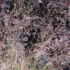 Prairie Dropseed Grass (Sporobolis Heterolepis) - 6 Pack Of 1 Gallon Pots -Green Garden Outdoor Shop sporobolis heterolepis prairie dropseed grass 10