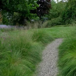 Prairie Dropseed Grass (Sporobolis Heterolepis) - 6 Pack Of 1 Gallon Pots -Green Garden Outdoor Shop sporobolis heterolepis prairie dropseed grass 17