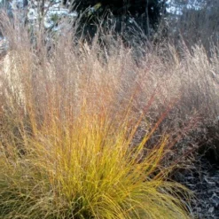 Prairie Dropseed Grass (Sporobolis Heterolepis) - 6 Pack Of 1 Gallon Pots -Green Garden Outdoor Shop sporobolis heterolepis prairie dropseed grass 18