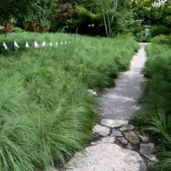 Prairie Dropseed Grass (Sporobolis Heterolepis) - 6 Pack Of 1 Gallon Pots -Green Garden Outdoor Shop sporobolis heterolepis prairie dropseed grass 2