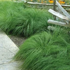 Prairie Dropseed Grass (Sporobolis Heterolepis) - 6 Pack Of 1 Gallon Pots -Green Garden Outdoor Shop sporobolis heterolepis prairie dropseed grass 9