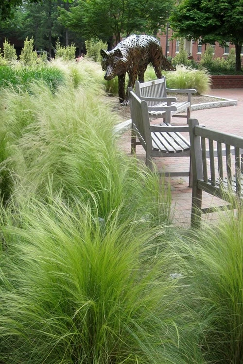 Pony Tails Mexican Feather Grass - Stipa Tennuissima - 6 Pack Of 1 Gallon Pots 1 Pony Tails Mexican Feather Grass - Stipa Tennuissima - 6 Pack Of 1 Gallon Pots