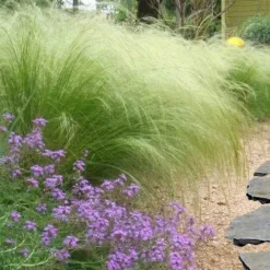 Pony Tails Mexican Feather Grass - Stipa Tennuissima - 6 Pack Of 1 Gallon Pots 14 Pony Tails Mexican Feather Grass - Stipa Tennuissima - 6 Pack Of 1 Gallon Pots -Green Garden Outdoor Shop stipa tenuissima ponytails mexican feather grass 105