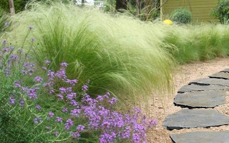 Pony Tails Mexican Feather Grass - Stipa Tennuissima - 6 Pack Of 1 Gallon Pots 4 Pony Tails Mexican Feather Grass - Stipa Tennuissima - 6 Pack Of 1 Gallon Pots - Image 4