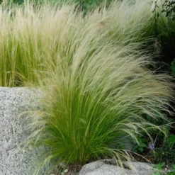Pony Tails Mexican Feather Grass - Stipa Tennuissima - 6 Pack Of 1 Gallon Pots 18 Pony Tails Mexican Feather Grass - Stipa Tennuissima - 6 Pack Of 1 Gallon Pots -Green Garden Outdoor Shop stipa tenuissima ponytails mexican feather grass 107