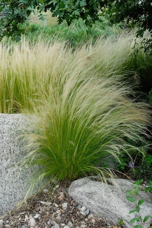 Pony Tails Mexican Feather Grass - Stipa Tennuissima - 6 Pack Of 1 Gallon Pots 8 Pony Tails Mexican Feather Grass - Stipa Tennuissima - 6 Pack Of 1 Gallon Pots - Image 8