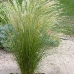 Pony Tails Mexican Feather Grass - Stipa Tennuissima - 6 Pack Of 1 Gallon Pots 16 Pony Tails Mexican Feather Grass - Stipa Tennuissima - 6 Pack Of 1 Gallon Pots -Green Garden Outdoor Shop stipa tenuissima ponytails mexican feather grass 111