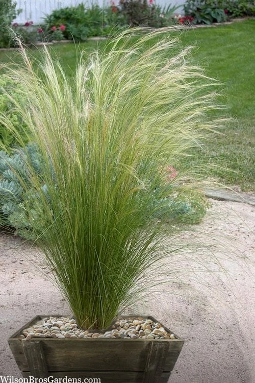 Pony Tails Mexican Feather Grass - Stipa Tennuissima - 6 Pack Of 1 Gallon Pots 6 Pony Tails Mexican Feather Grass - Stipa Tennuissima - 6 Pack Of 1 Gallon Pots - Image 6